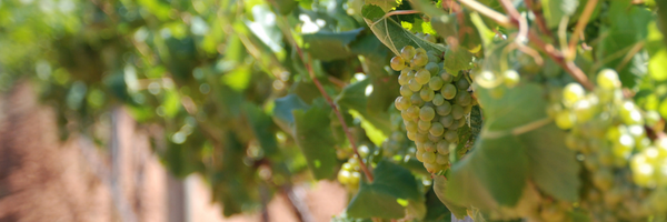 白葡萄酒- 长相思– Canadian Liquor Store
