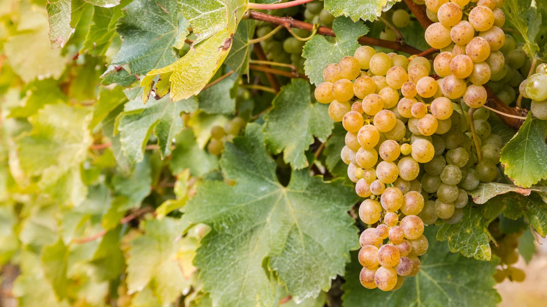Weekly Feature – Sauvignon Blanc