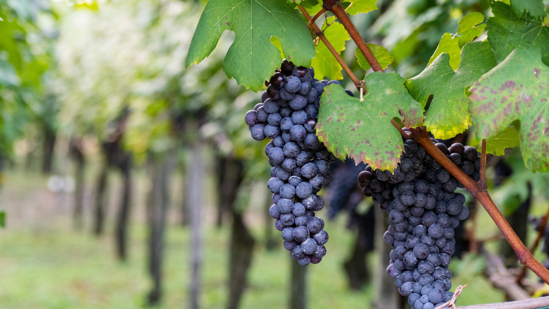 Nebbiolo