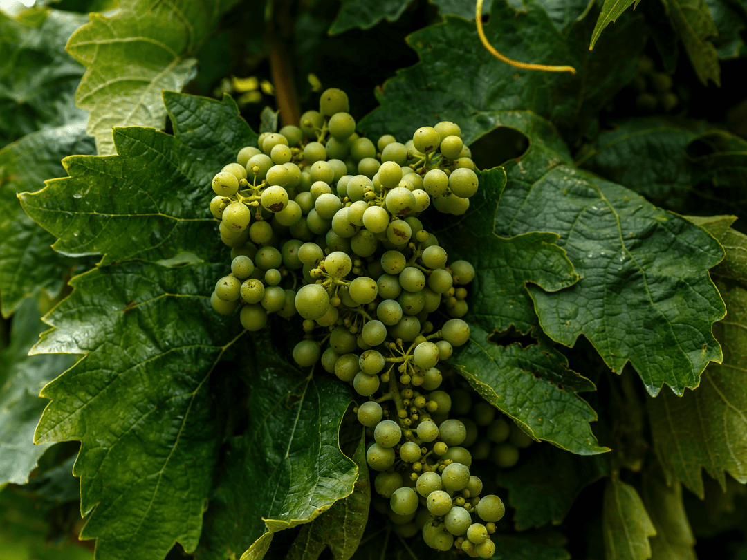 Organic Wines & Spirits: A More Thoughtful Way to Drink