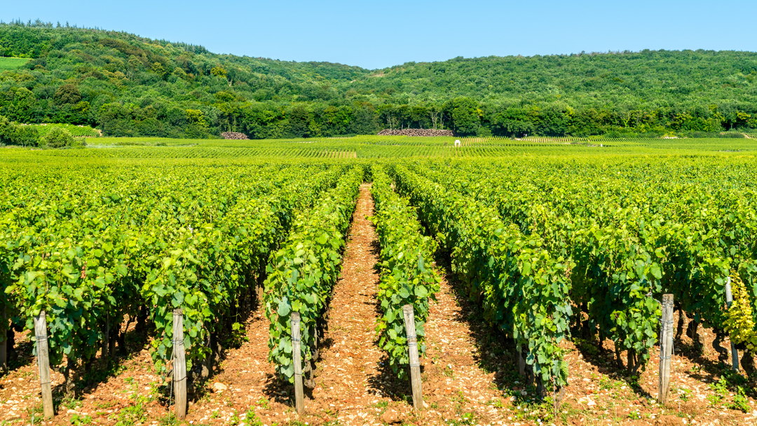 Côte de Nuits