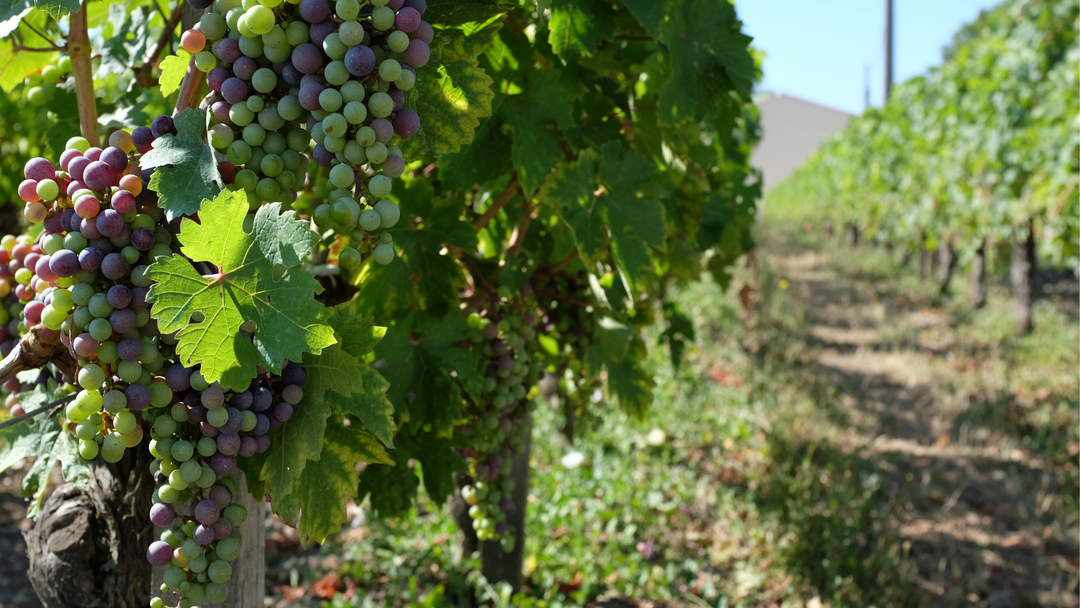 Haut-Medoc