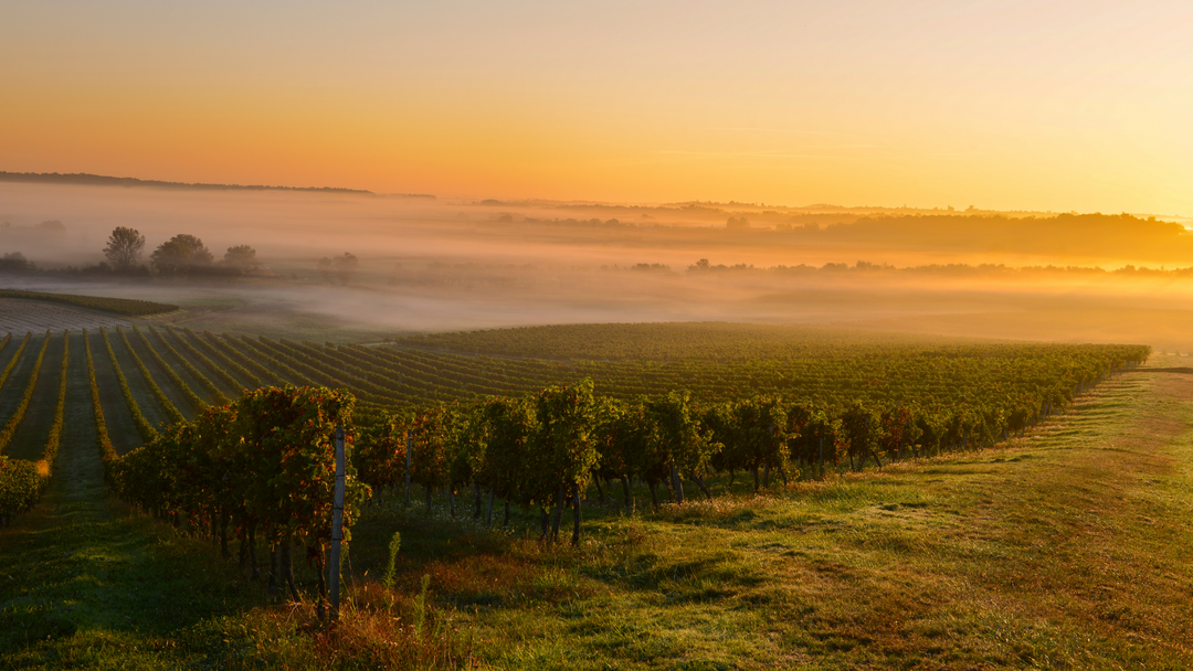 Medoc