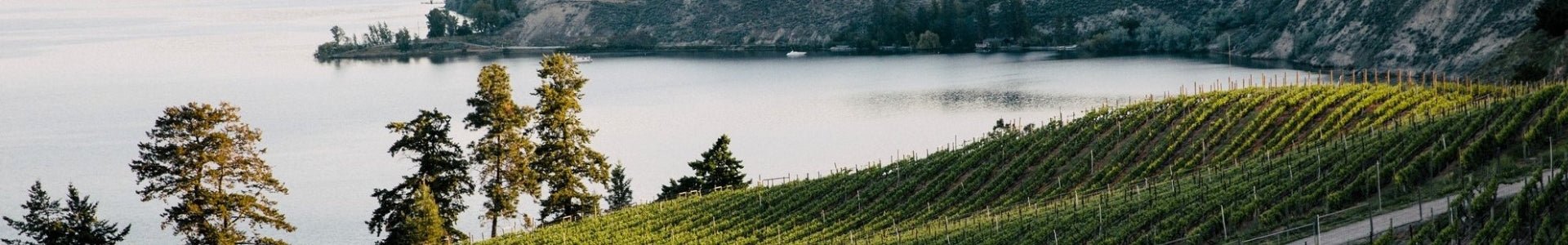 wineyard